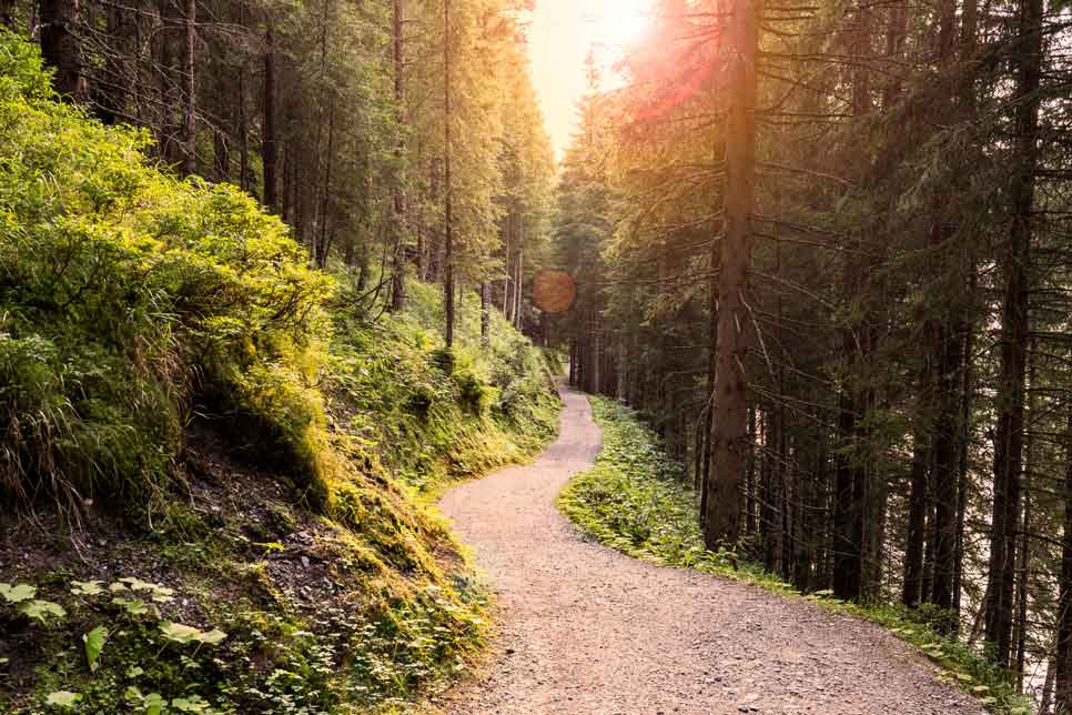 A empty wooded path as the sun sets in the background.