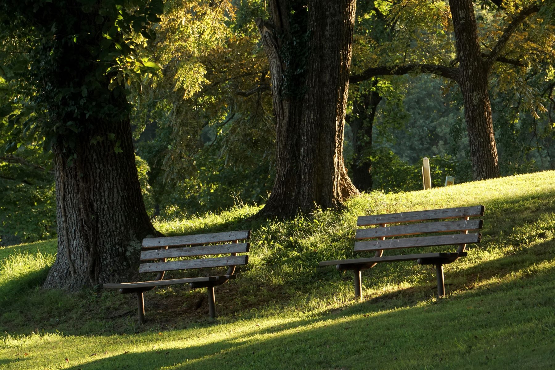 Two empty benches on the edge of a park.