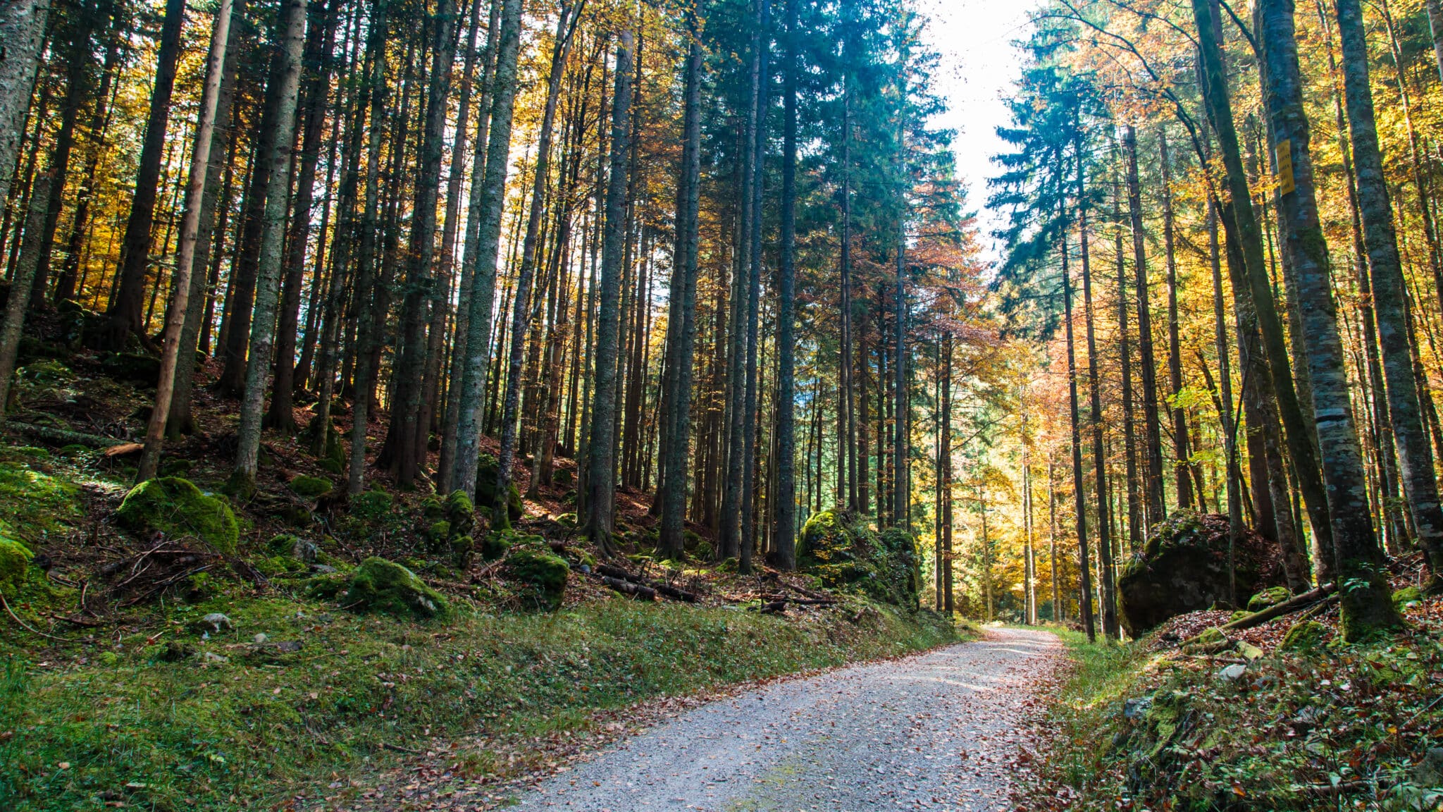 Walking path in a park in autumn