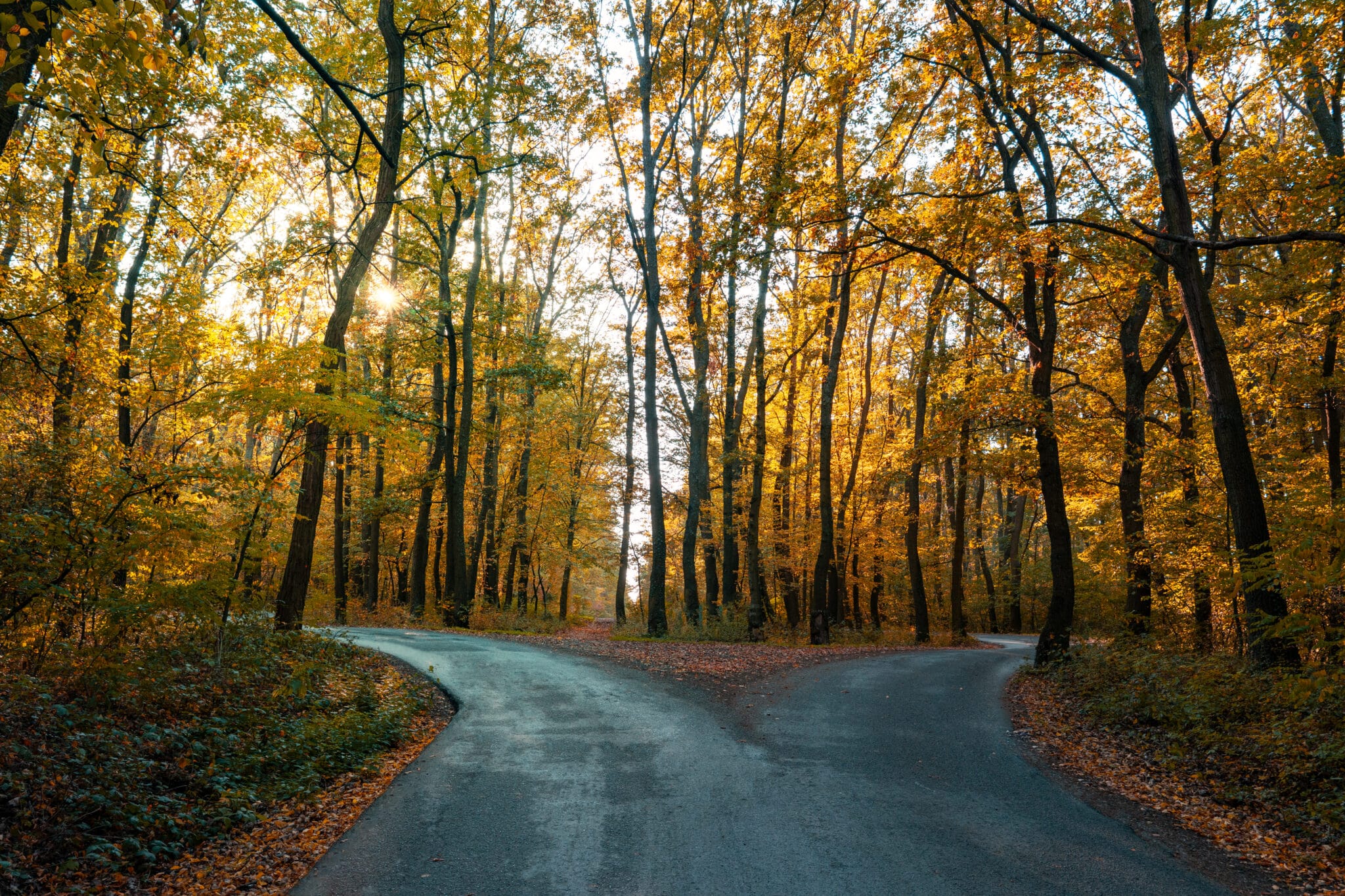 Beautiful fall day on a path with a fork in the road