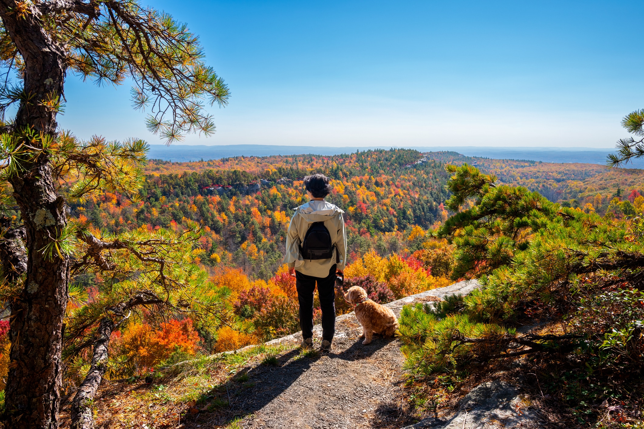 A hiker with her dog overlooking a valley filled with trees and their autumn colored leaves.